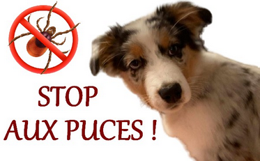 Stop aux puces-tiques !