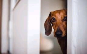 Mon chien à peur de tout