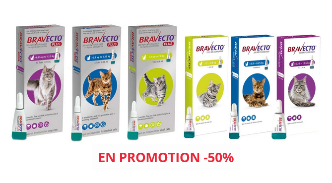 Bravecto pour chat