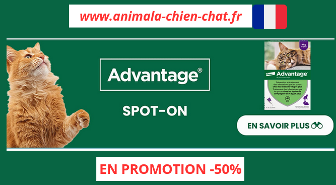Protégez votre fidèle compagnon avec Advantage pipettes la solutions anti-puces anti-tiques de première qualité pour garder votre chien heureux et en bonne santé !