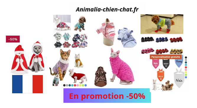 Sélection D'hiver Pour Chat