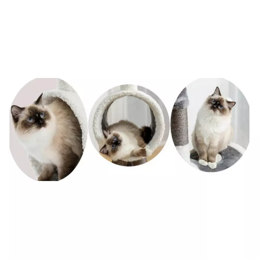 Arbre à chat Pégase tour de jeu