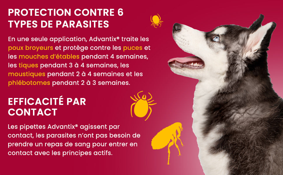 Advantix Antiparasitaire Chien Moyen(10-25 kg) 12 à 36 pipettes