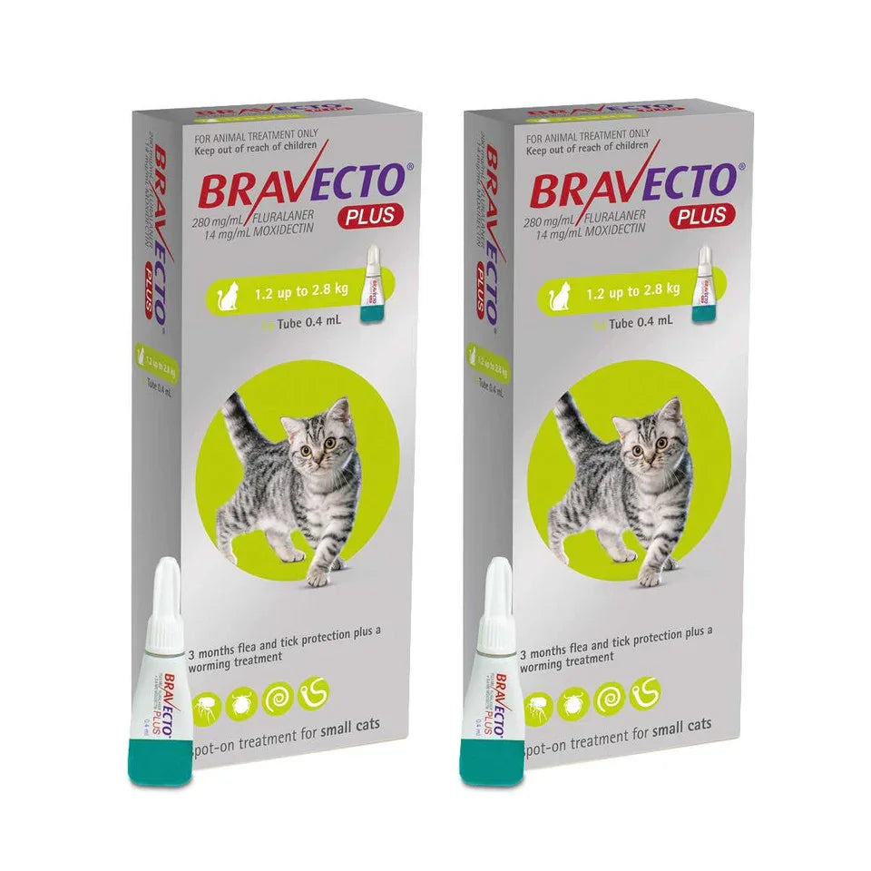 Bravecto Plus, traitement anti-puces et anti-tiques pour chats de petite taille,Animalia-chien-chat.fr