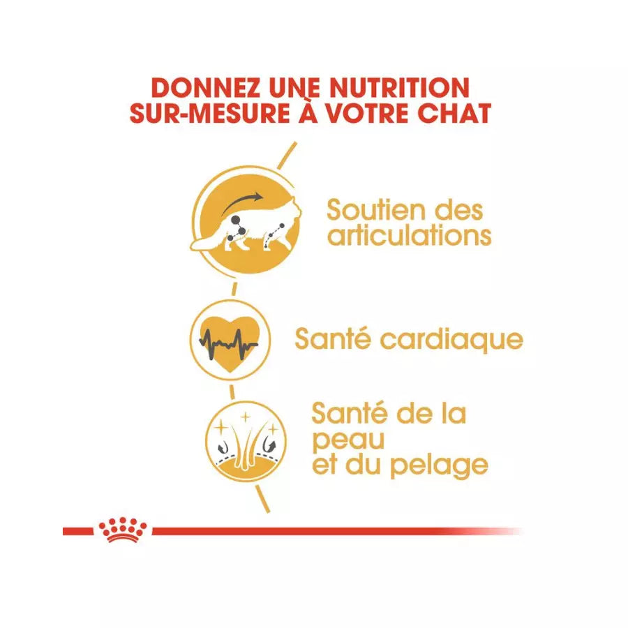 Royal Canin Maine Coon Adult pour chat