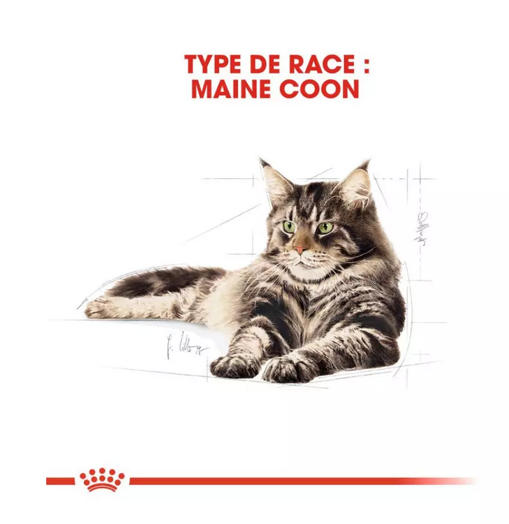 Royal Canin Maine Coon Adult pour chat