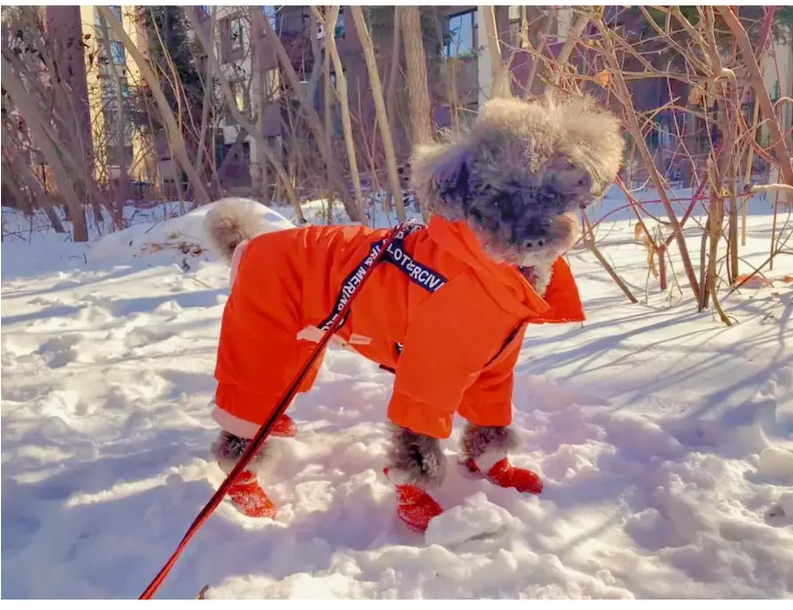 Veste chaude d'hiver pour chien