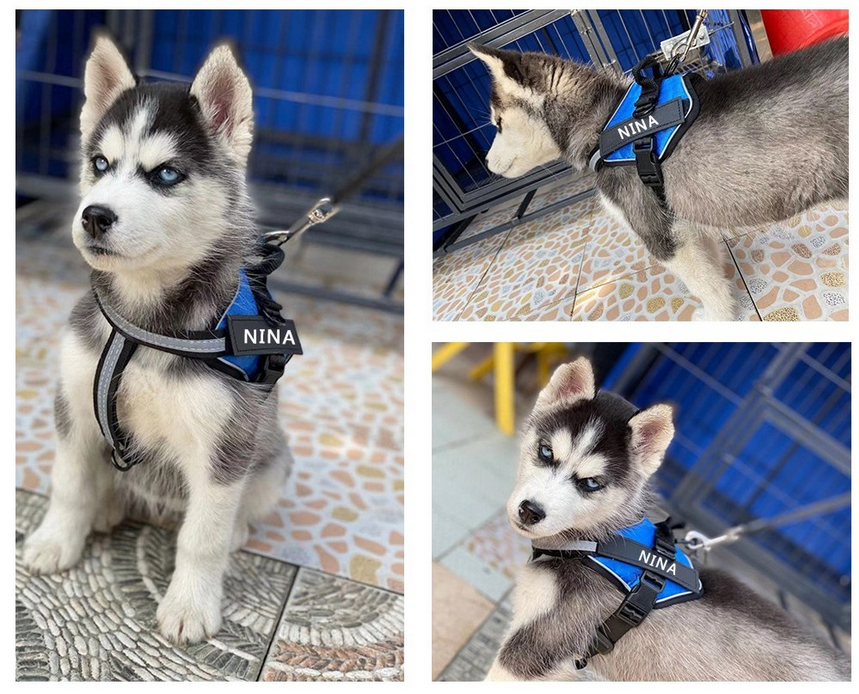 Harnais personnalisable pour chien