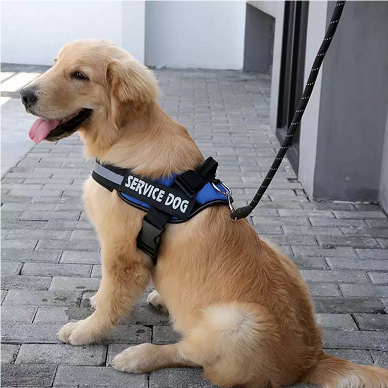 Harnais personnalisable pour chien