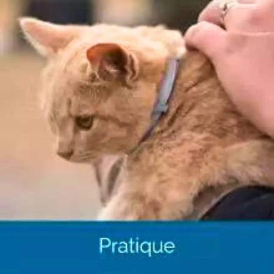 Colliers Seresto antiparasitaire anti-puces et anti-tiques pour Chat