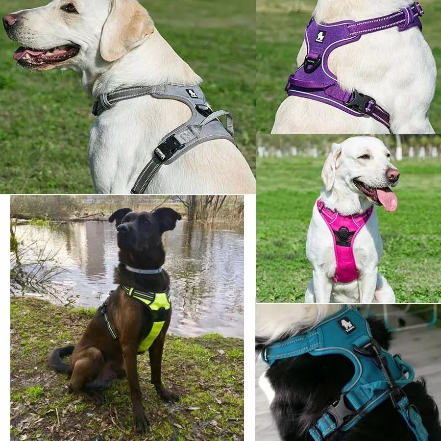 Harnais anti-traction pour chien