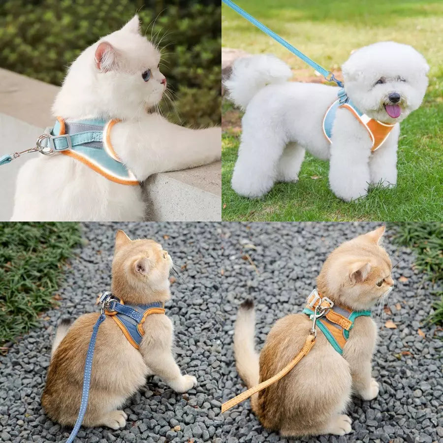 Harnais et laisse Petslover